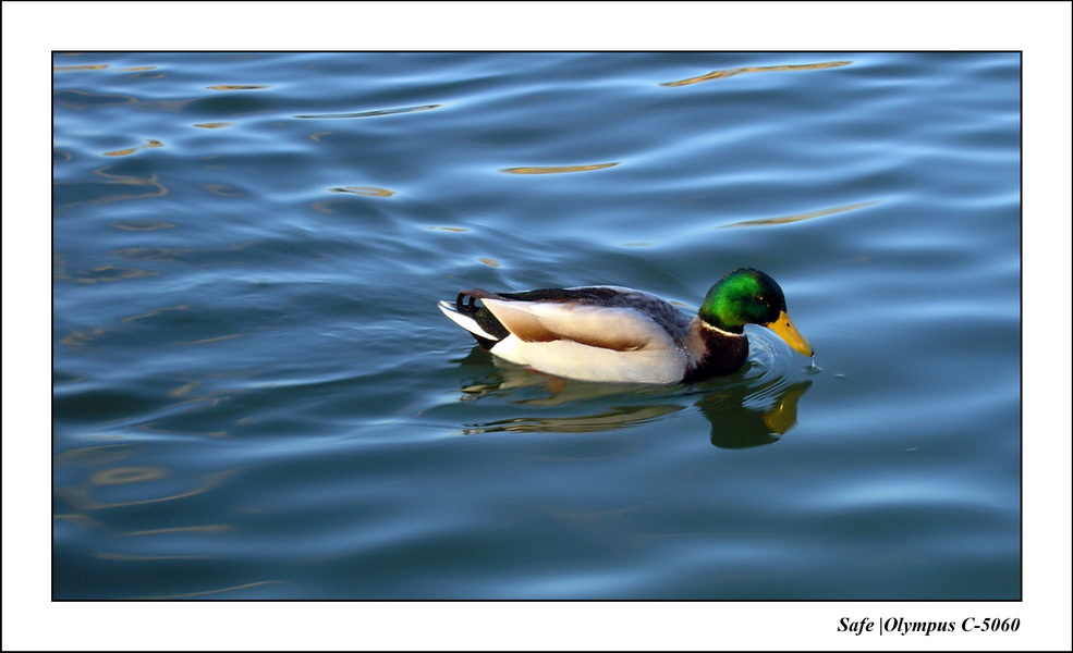 2006 - 02 - Etang tuileries 08.JPG